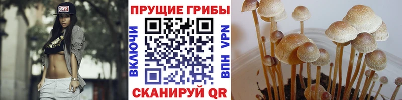 купить наркотик  Исилькуль  ссылка на мегу сайт  Псилоцибиновые грибы Cubensis 